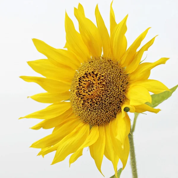 博鱼体育棋牌游戏